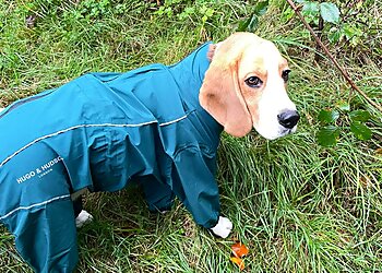 B's Dog Walking & Services