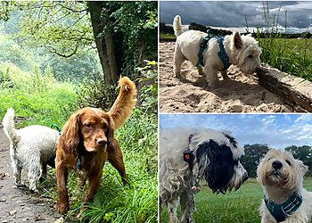 B's Dog Walking & Services