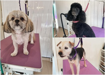 3 Best Pet Grooming in Halifax, UK - Expert Recommendations