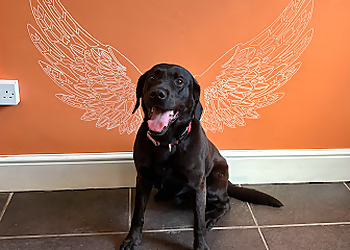 Bubbles Dog Grooming