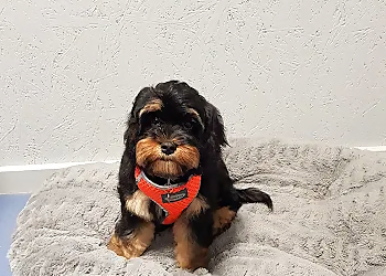 Buddies Pet Grooming Spa & Academy