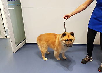 Buddies Pet Grooming Spa & Academy