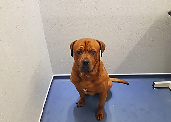 Buddies Pet Grooming Spa & Academy Buddies Pet Grooming Spa & Academy