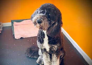 Buffy's Doggy Day Spa