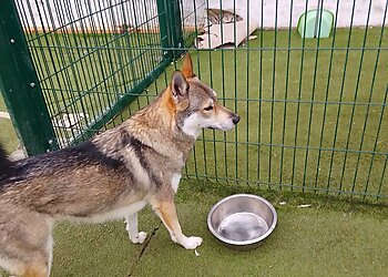 Burstwick Doggy Day Care