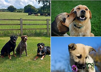 Burton-Meadow Dog Freedom Field, Training & Enrichment Facility