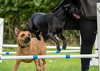 Stoke On Trent dog trainers Burton-Meadow, Dog Freedom Field, Training and Enrichment Facility image 1