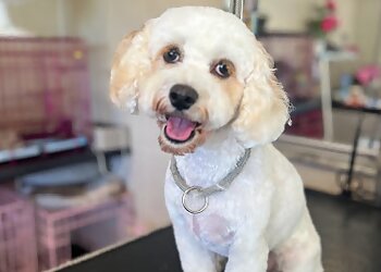 Canine Cutz Dog Grooming