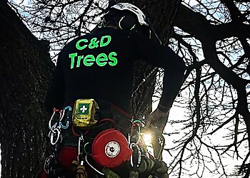 C&D Trees