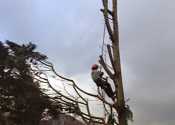 C L Tree Care