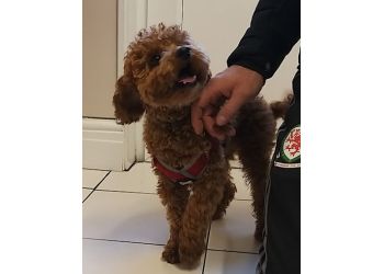 Caerphilly Veterinary Clinic