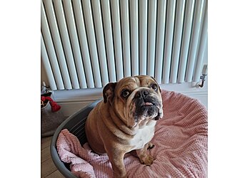 Vets4Pets Caerphilly