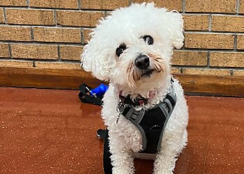 Calanhaf Dog Training