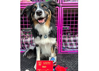 Calanhaf Dog Training