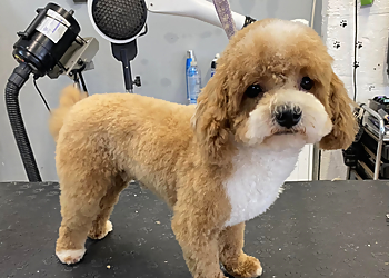 Calling All Paws Dog Grooming