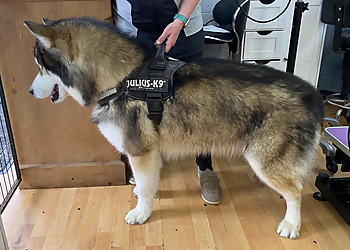 Calling All Paws Dog Grooming