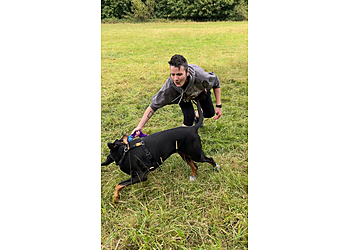 Calm THE PUP Down! Training and Behaviour