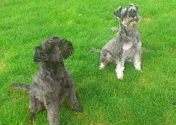 Canada Farm Holidays for Dogs & Cats