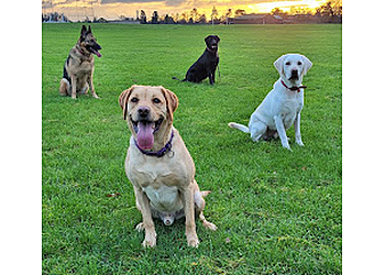 Cane e Gatto Pet Care 