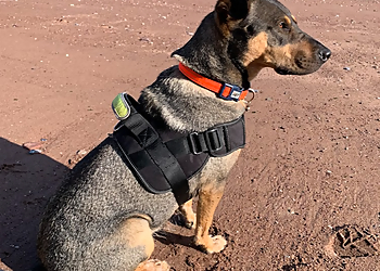 Canine Bond Dog Behaviour & Training