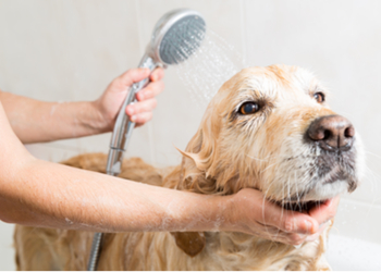 Newbury pet grooming  Canine Care  image 1