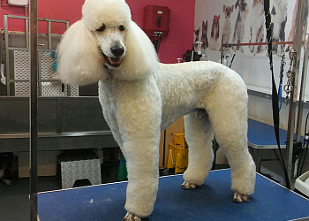 Canine Clips Academy Ltd