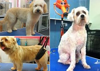 Canine Clips Academy Ltd