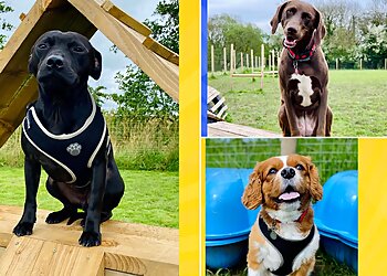 Canine Commando Club