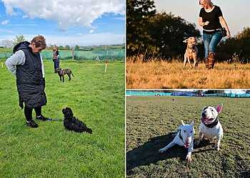 Canine Connection Company