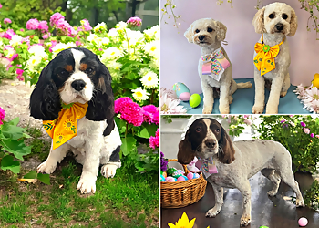 Canine Cutz Dog Grooming