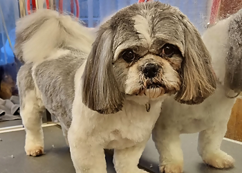 Canine Designs Professional Dog Grooming