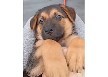 Captain's Orders Dog Training