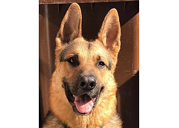 Captain's Orders Dog Training