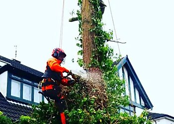 Cardiff Tree Surgery