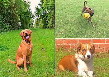 Carrie Bates Dog Training