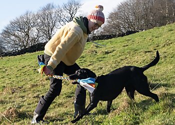 Calderdale dog trainers Cat and Dogs Professional Dog Training image 1