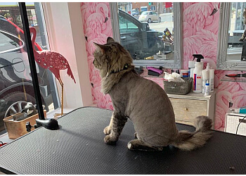 Cats and dogs grooming Bournemouth