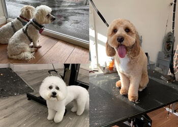 Cats and dogs grooming Bournemouth