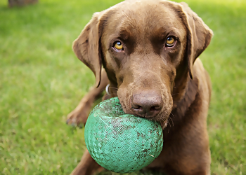 Catsash Boarding Kennels