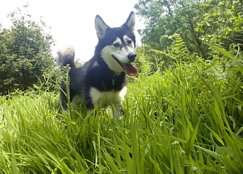 Catsash Boarding Kennels