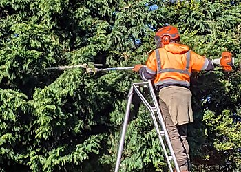 Cedarwood Tree Specialists