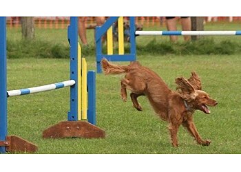 Celestine Dog Training