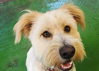 Centre Barks at Moscar