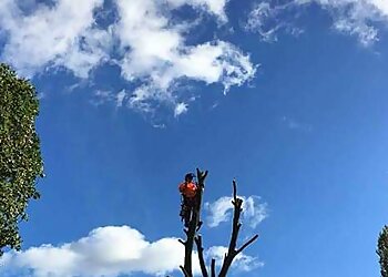 Chapel Farm Tree Surgeons