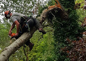 Charlie Vince Tree Surgery Ltd.