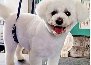 Charlie's Place Dog Grooming