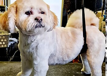Charlie's Place Dog Grooming