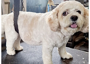 Charlie's Place Dog Grooming