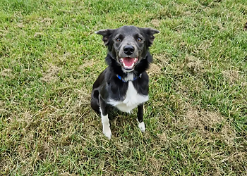Chase Boarding Kennels