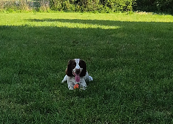 Chase Boarding Kennels